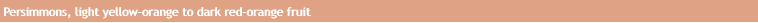 Persimmons, light yellow-orange to